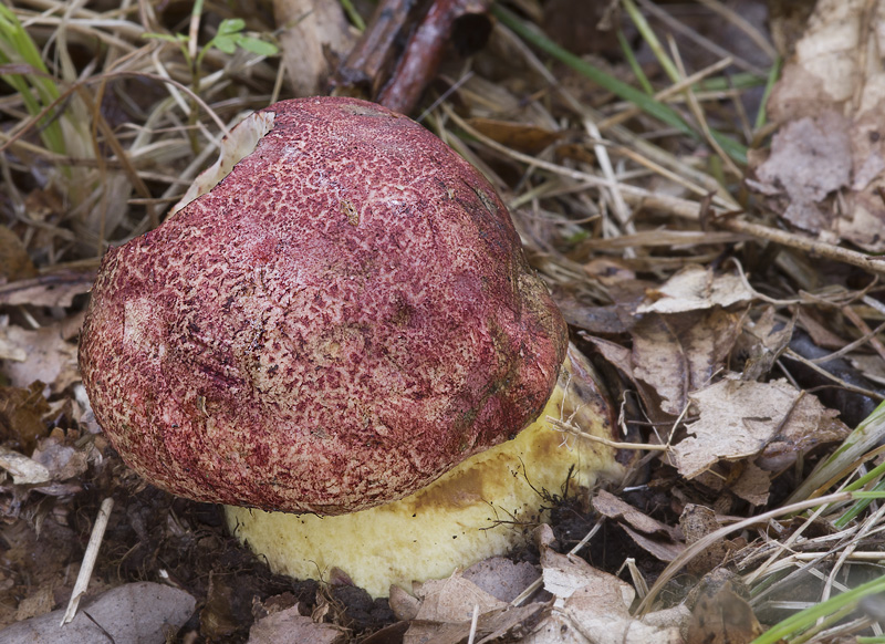 Boletus regius